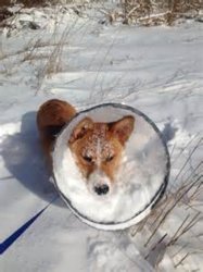 corgi.jpg