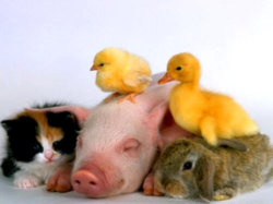 baby-animals-baby-animals-19795706-501-376.jpg