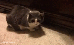 kitty stealz stuff.gif