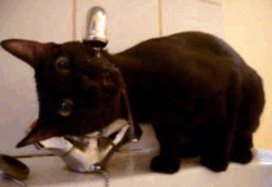 TastyWater!.gif