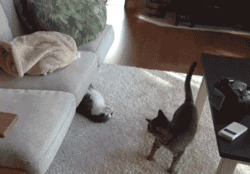 wierdocat.gif