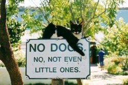 funny ca no dogs.jpg