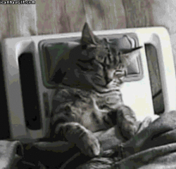 funny ca Aw-yiss-cat-gif.gif