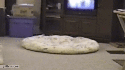 funny ca big cookie.gif