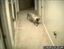 funny ca somersault.gif