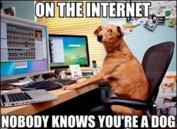 on-the-internet-nobody-knows-youre-a-dog-meme.jpg