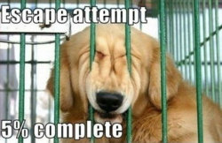column_001-dog-memes.jpg