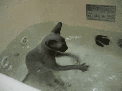 waterarobics.gif