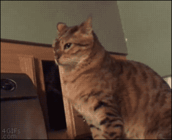 sneekattack.gif