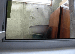 creepycatstare.gif