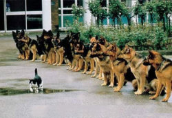 badass cat.jpg