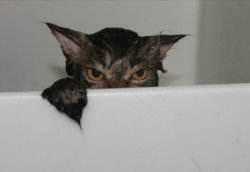 Angry-Wet-Cat.jpg