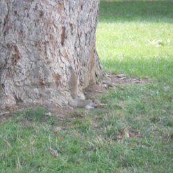 Tired squirrel.jpg