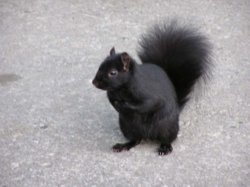 black_squirrel.jpg