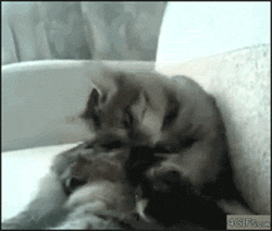 funny-jimmyleggscat.gif