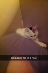 image.jpg