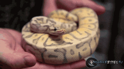 DTjHnQC.gif