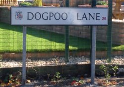 dogpoolane.jpg