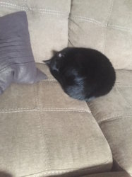 ball of henry.jpg
