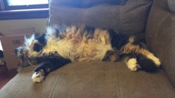 fluff kitten.jpg