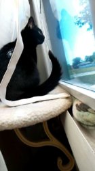 kitty 1.jpg