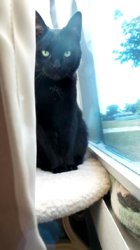 kitty 2.jpg