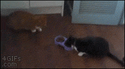 slowgreedycat.gif