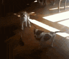 takethisthingoutsidecat.gif