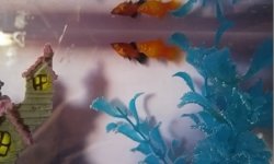 my fishes.jpg