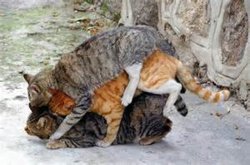 kats.jpg