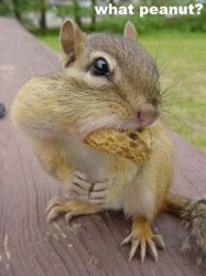 cutesquirrels18hc3.jpg
