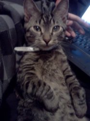 babybane.jpg