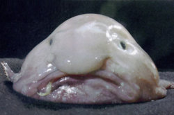 weird_animals01.jpg