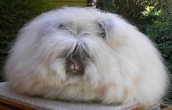weird_animals_17.jpg