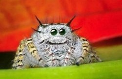 cute-spider-6062-1231867814-3.jpg