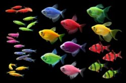 GloFish-Group-July-2016-Low-Res-300x200.jpg