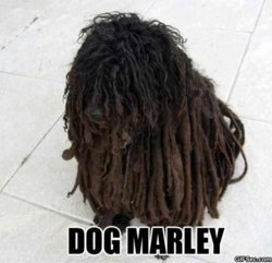 dogmarley.jpg