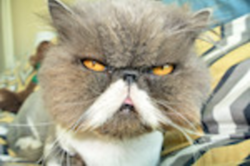 chrome_2017-06-01_22-30-46.png