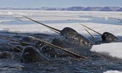 narwhal.jpg