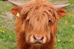 Hairy_Lookalike_2.jpg
