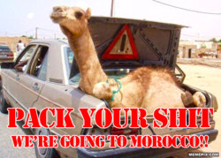 camel trunk.jpg