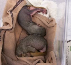 baby-fox squirrels-218.jpg