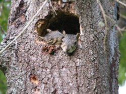 fox-squirrels.jpg