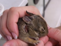bunny-146.jpg
