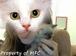 dixxxiecat.jpg