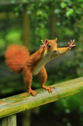 fun squirrel 3aa4bf38-8b2d-48c0-ab6f-2d8e1629ced7_thumb.jpeg