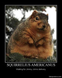 funny squirrel jimmy johns.jpg
