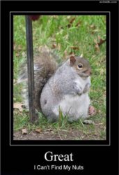 funny squirrel Oh_Great Nuts.jpg