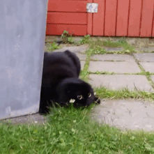 giphy (2).gif