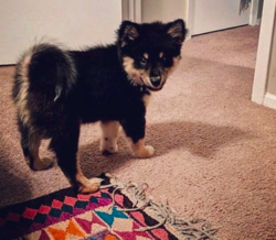 Screen Shot 2018-09-27 at 2.25.26 AM.png